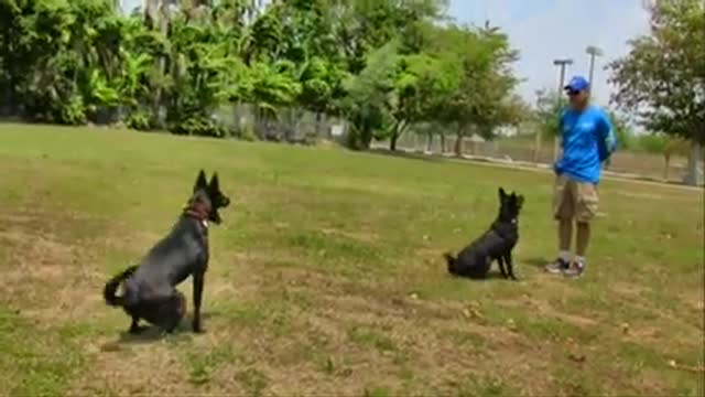 Dog training in Fun way