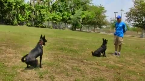 Dog training in Fun way