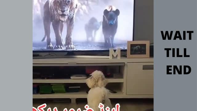 Cute pup scarry from TV