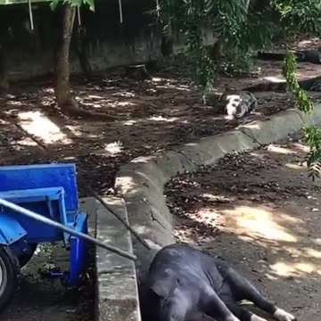 0063 🌏 Crocodile farming 🐊Take a bite of a big black pig and want to see how the black pig is eat