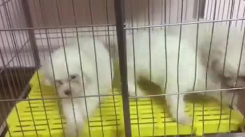 Bichon| Consequences of disturbance