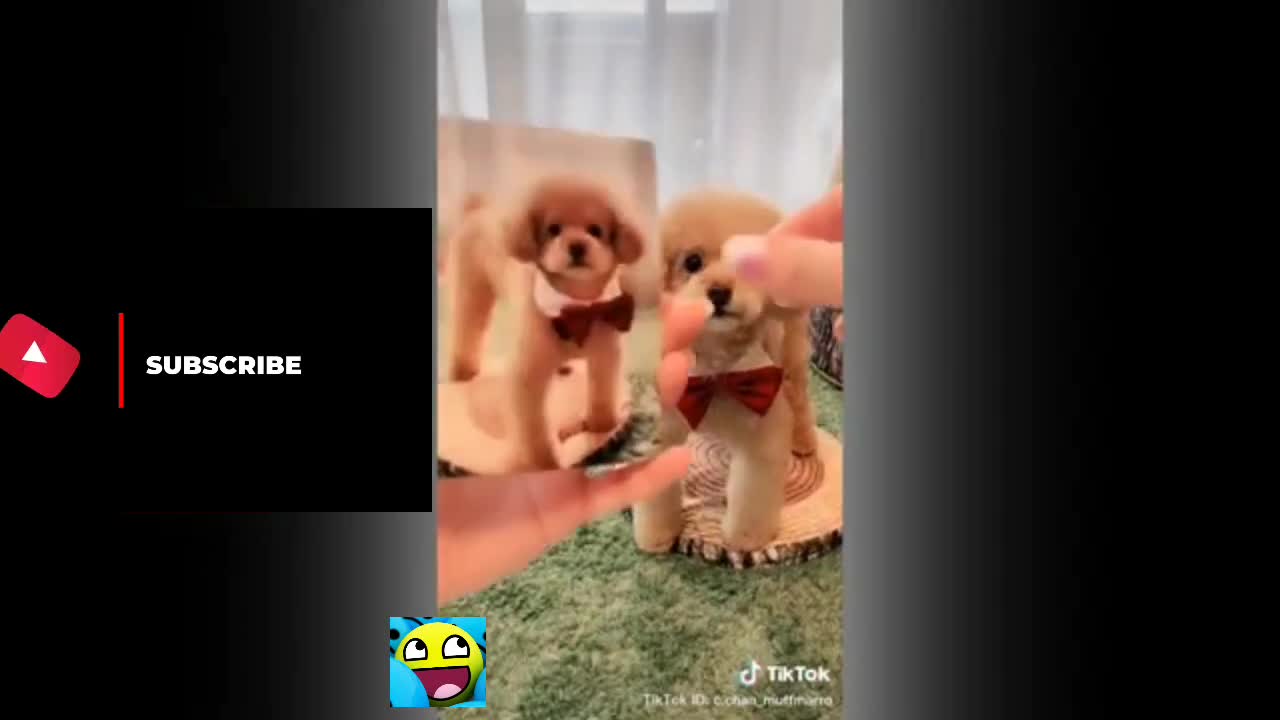 TALENTED, CUTE AND FUNNY DOGS TIKTOK | ANIMAL VIDEO COMPILATIONS #04