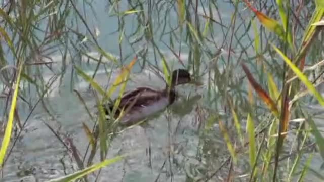 Duck bird lake Mallard Relexing Music