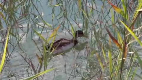 Duck bird lake Mallard Relexing Music