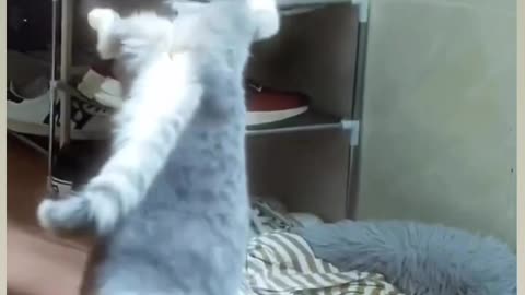 Does your cat wake up like this?