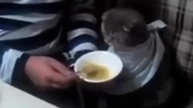 Funny and Cute Cats Videos #199