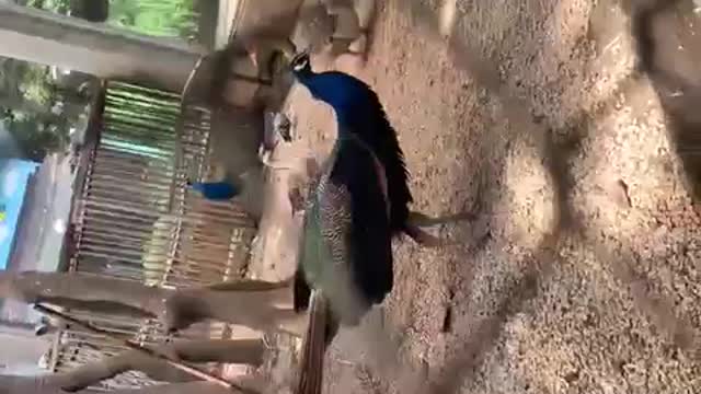 What a beautiful peacock