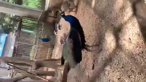 What a beautiful peacock