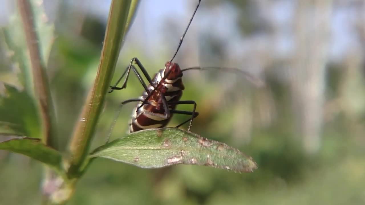 cute caterpillar enjoying life