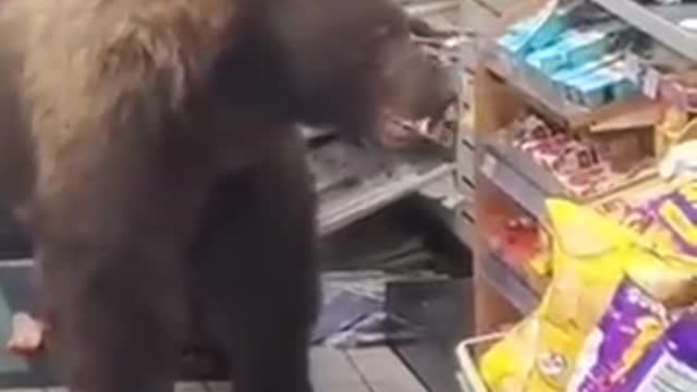 Never thought I’d see a bear robbing a store