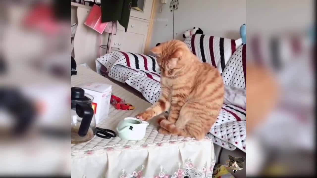 Cute cat video (33), cute and funny kitty, funny cat