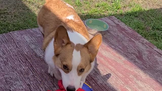 Corgi Finds Favorite Toy