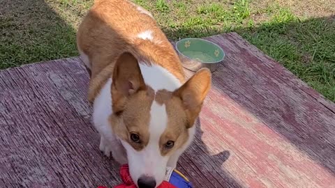 Corgi Finds Favorite Toy