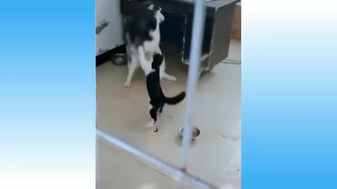 Best funny cat video 😂😂