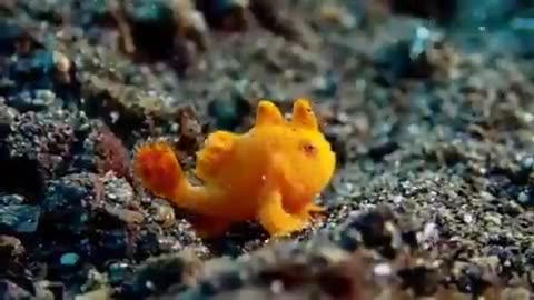 Very Rare Frog Fish