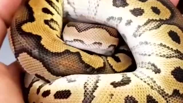 Ball Python aka Python regius