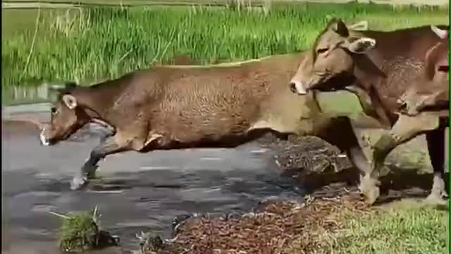 Happy time of a herd of cattle