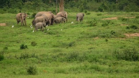 Elephants Animal Wildlife