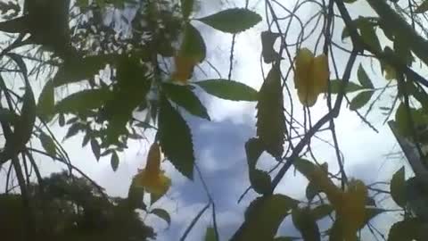 Filmando o ipê de jardim amarelo, mostrando as flores, o céu e as nuvens [Nature & Animals]