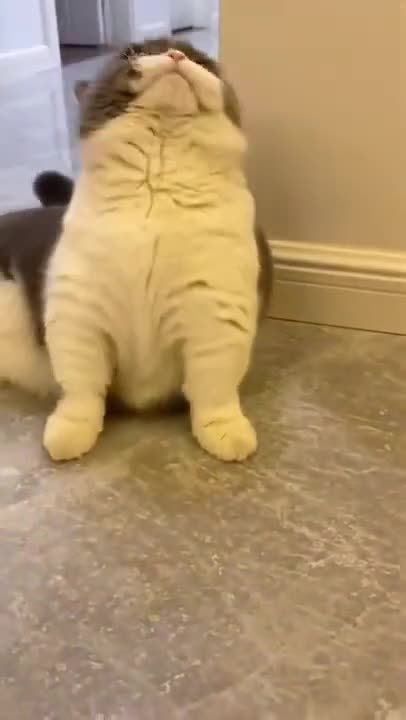 Funny cat compilation Funny pet videos