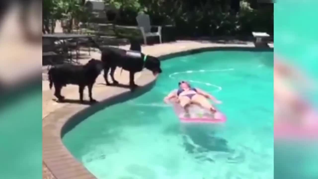 bad dog owner falls into the water