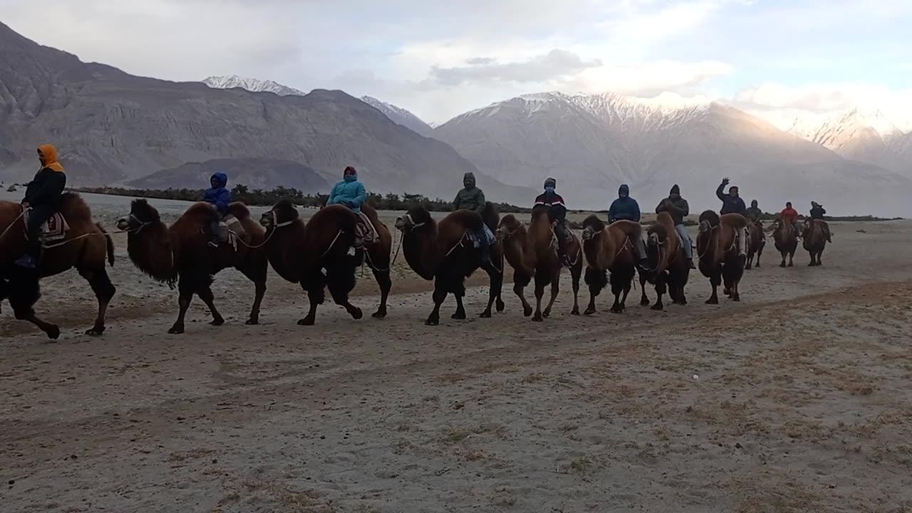 double hump camel safari in sendune nubra valley