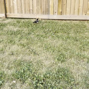 Magpie bird needs Help