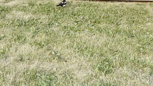 Magpie bird needs Help