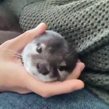 Sea otter desperately wants attention.