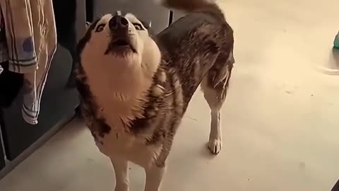 Husky Talk Back