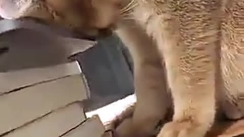 Cat cat, is not too tired, how to fall asleep!