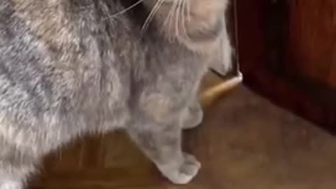 Cat cute video viral