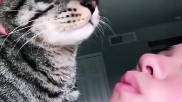 Cat Bites Their Owner After Being Kissed