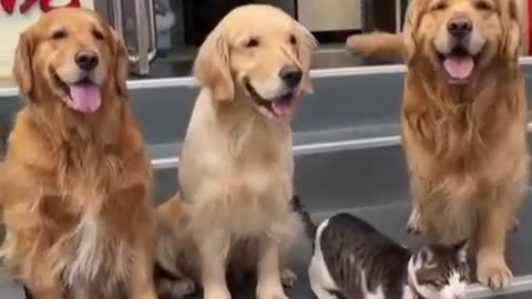 Three dogs and a cat pose for a candid photo