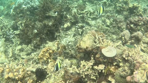 Snorkeling Adventures Philippines. Wow, look at the Angel Fish