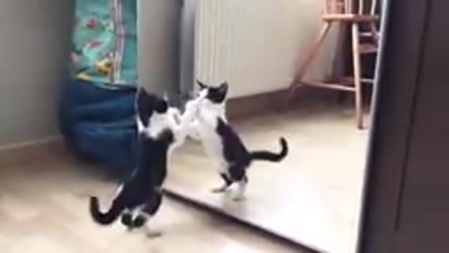 @funny-video@\/.,,=-)(&%socutecat@##30.11.22$%#@(*virlvideo