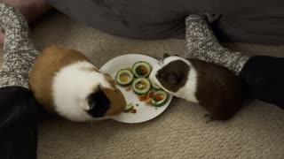 Sister guinea pigs enjoy a delicious sushi treat