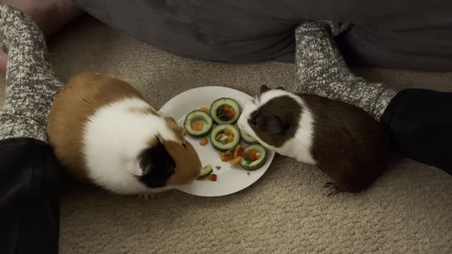 Sister guinea pigs enjoy a delicious sushi treat