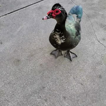 Coolest Duck EVER!