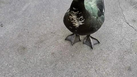 Coolest Duck EVER!