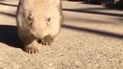 wombat time