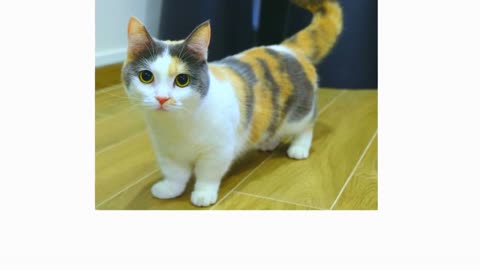 Munchkin Cats 101 _ Breed & Personality