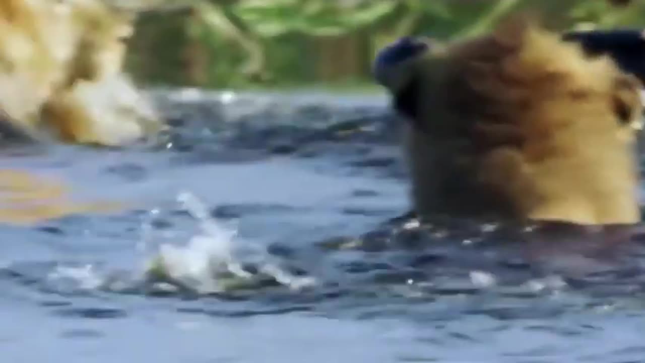 Unfortunate Encounter: Male Lion Trapped in Crocodile's Jaws! 😱🌊