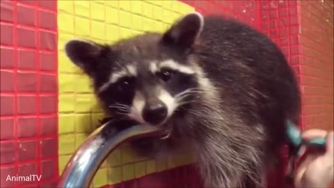 Raccoons wearing clothes and hanging out at home