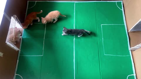 Ronaldo cat scores