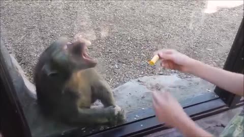 Monkeys react to magic