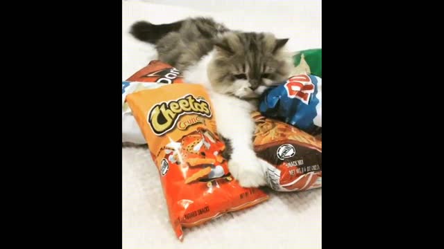 Just Another Cat Video - Funny Animal Videos