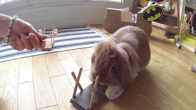 When your bunny learns to lift dumbbells