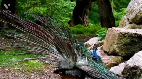 Peacock dancing in dj