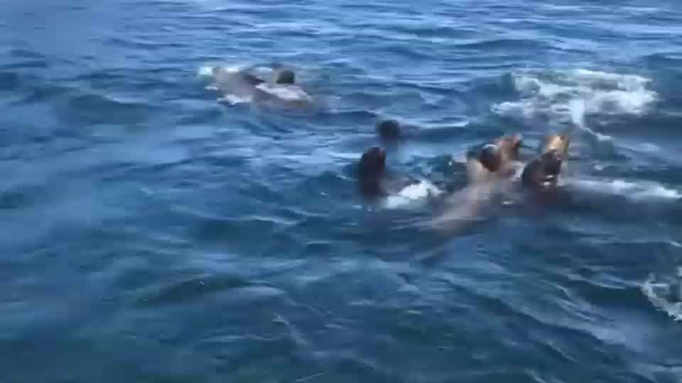 Sea creatures#